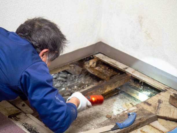 Best Residential Mold Remediation in Cedar Grove, WI